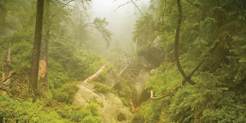 Boubín Primeval Forest